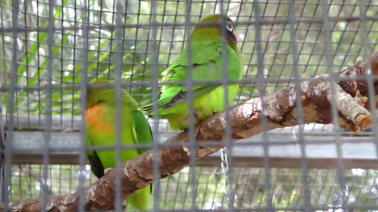 Agapornis nigrigenis 