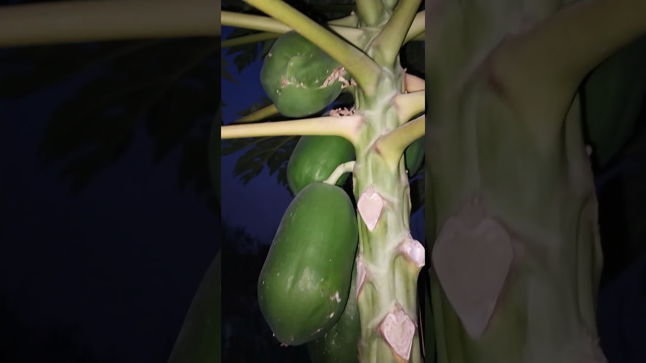 small papaya plant overload with fruit