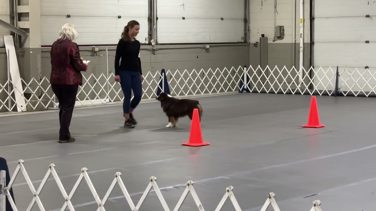 Rev - AKC Obedience Novice A - CD title run