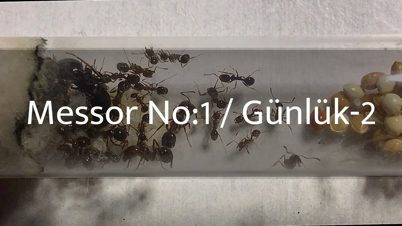 Olacak Koloni Yumurtasından Belli :) Messor No:1 / Günlük-2