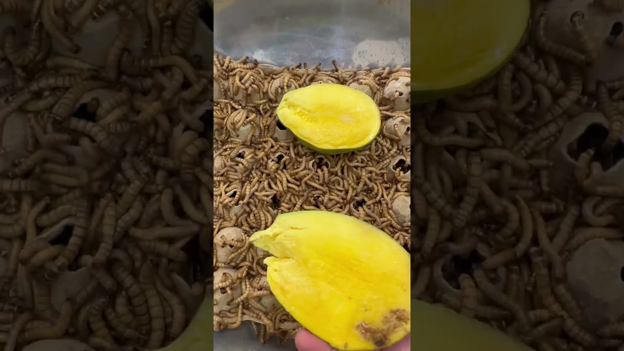 Super worm eats mango🐛#shorts