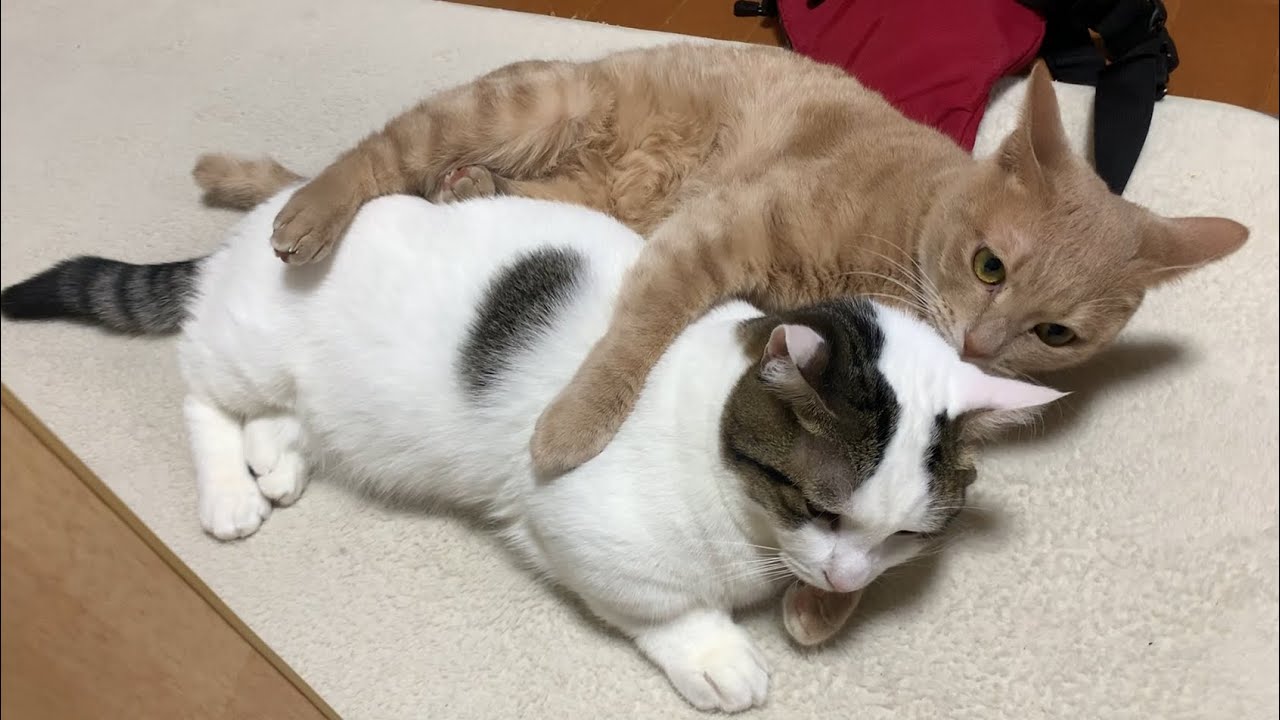 じつは仲の良い猫にほのぼのする