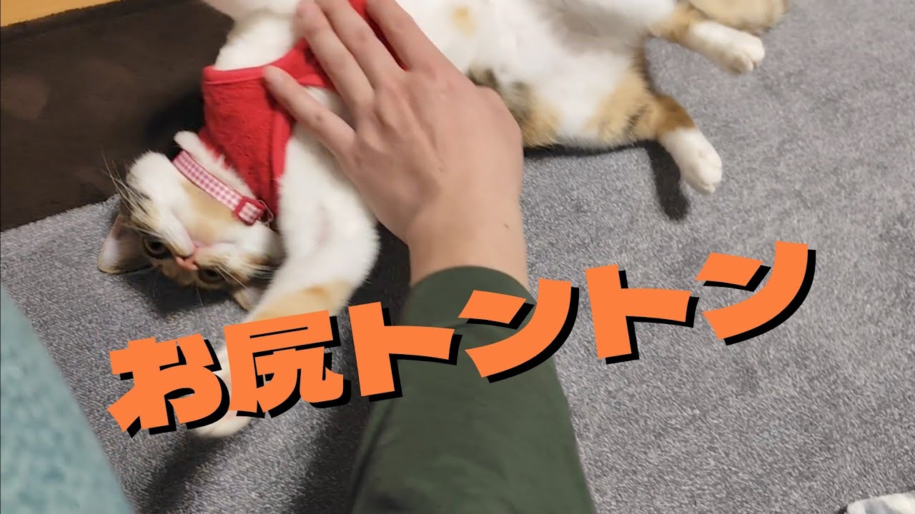 元野良猫のお尻をトントンした時の反応が可愛すぎた