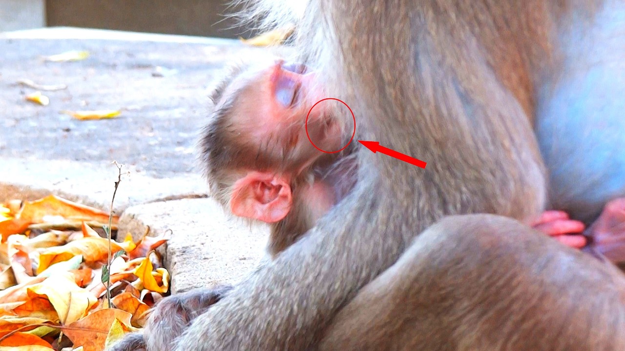 It looks really funny, a newborn baby monkey is sucking its mother's milk so quickly.