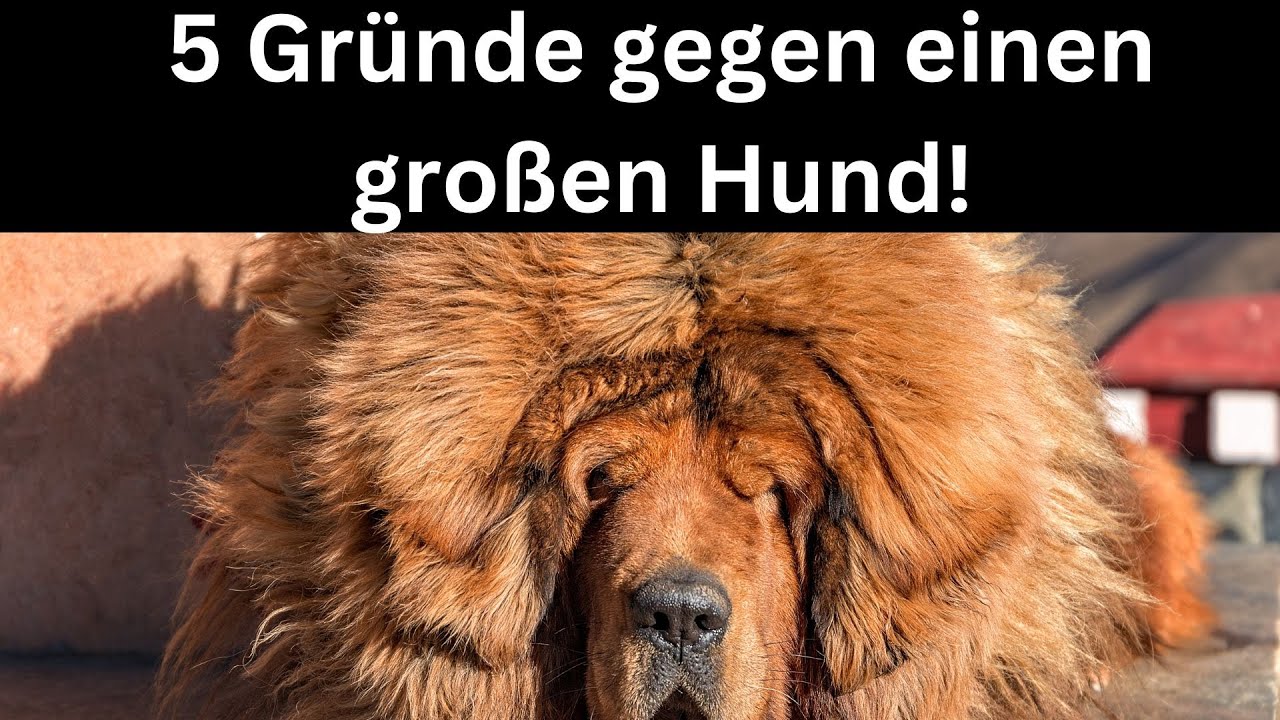 5 Gr&uuml;nde gegen gro&szlig;e Hunderassen 🐶
