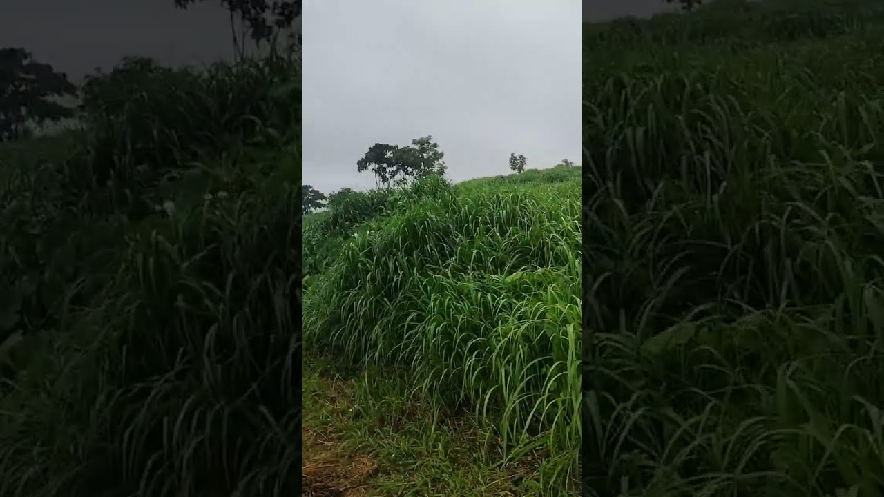 #keralafarming  #newfarming #agarwood