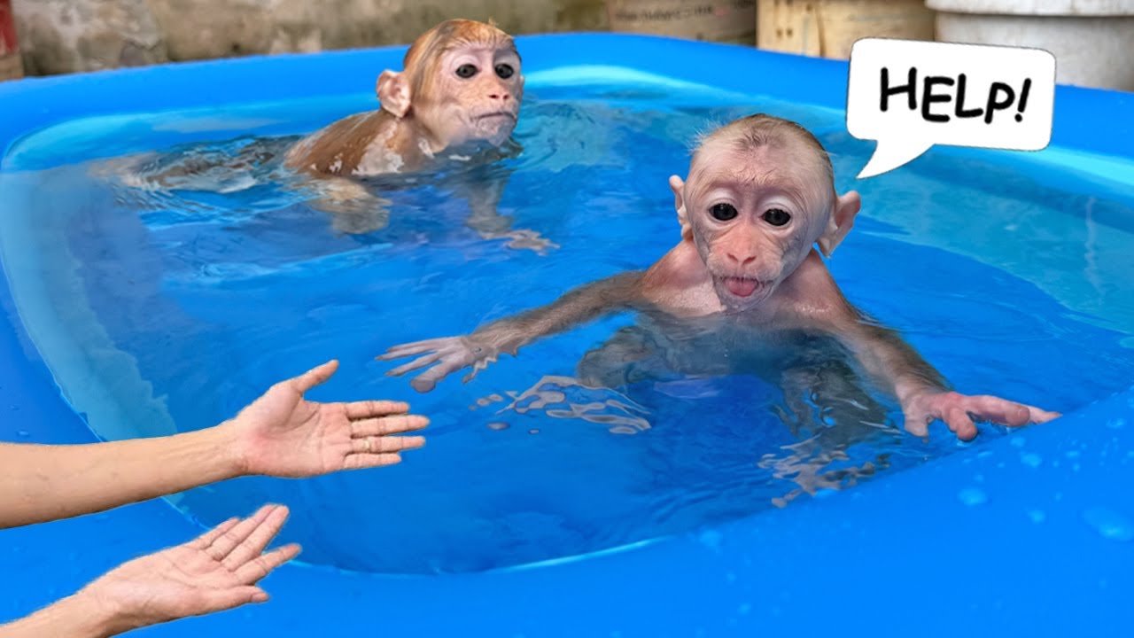 Hilarious Near Disaster Sunny Screams for Help While Learning to Swim – Lucky to the Rescue!