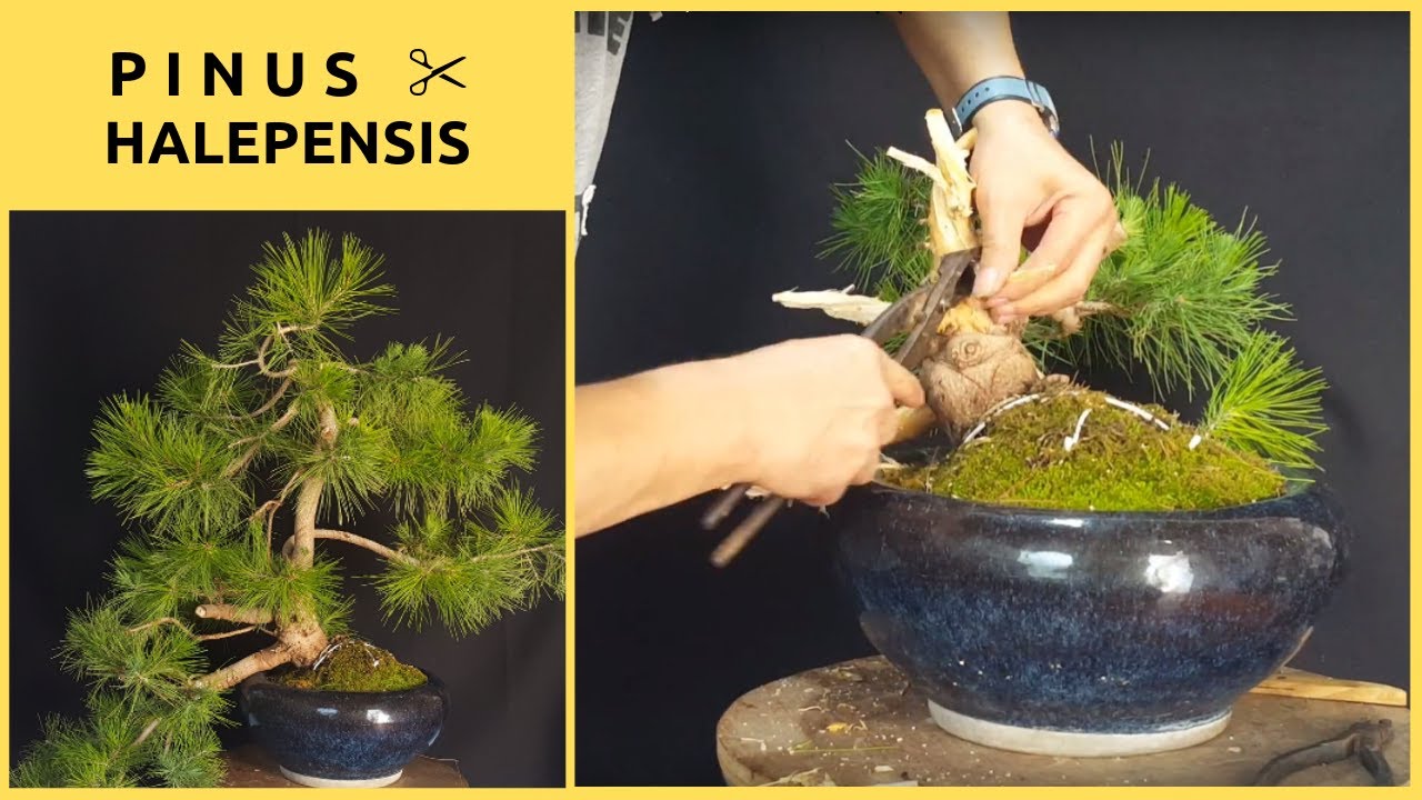 PINUS HALEPENSIS BONSAI ✂️ 1&ordm; dise&ntilde;o
