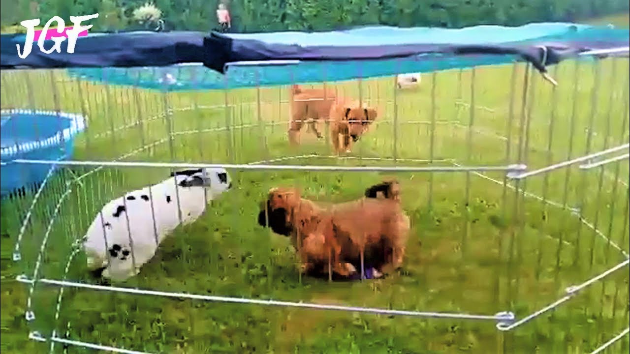 Shih Tzu dog - Chasing a rabbit