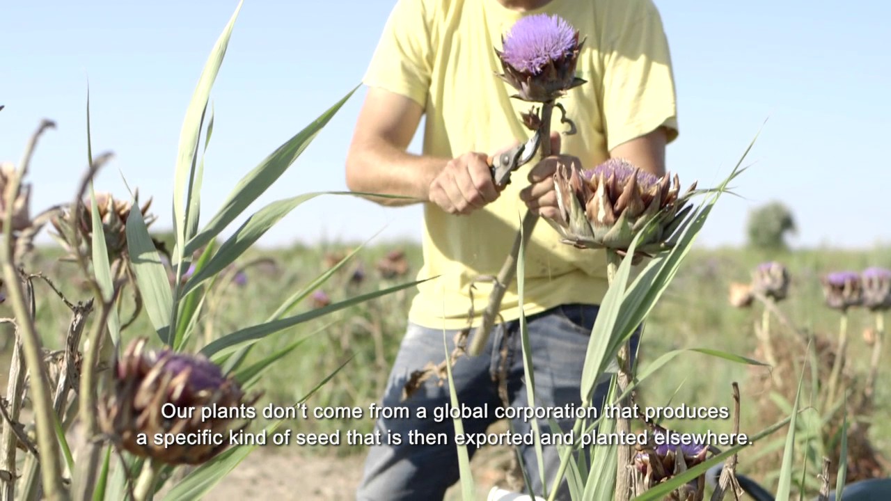 Michele Borgo, agricoltore di carciofo violetto a Venezia