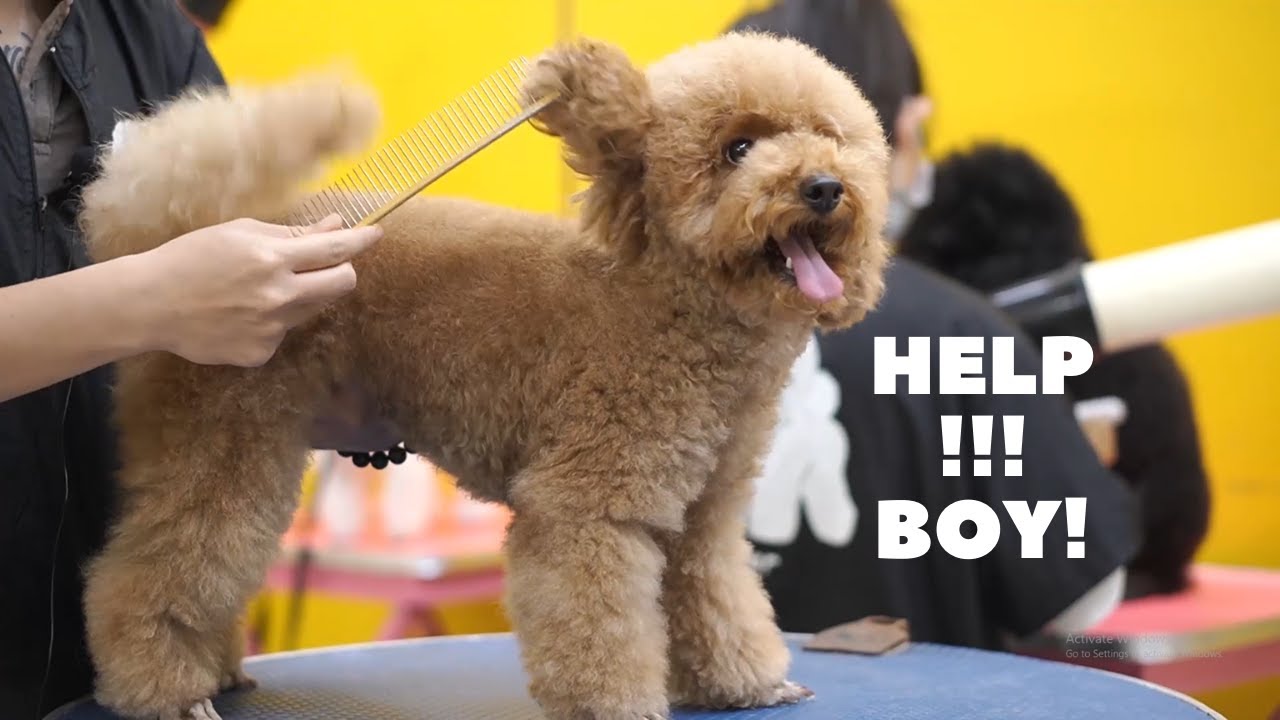 Toy poodle grooming teddy bear cut | Dog Grooming video 2021