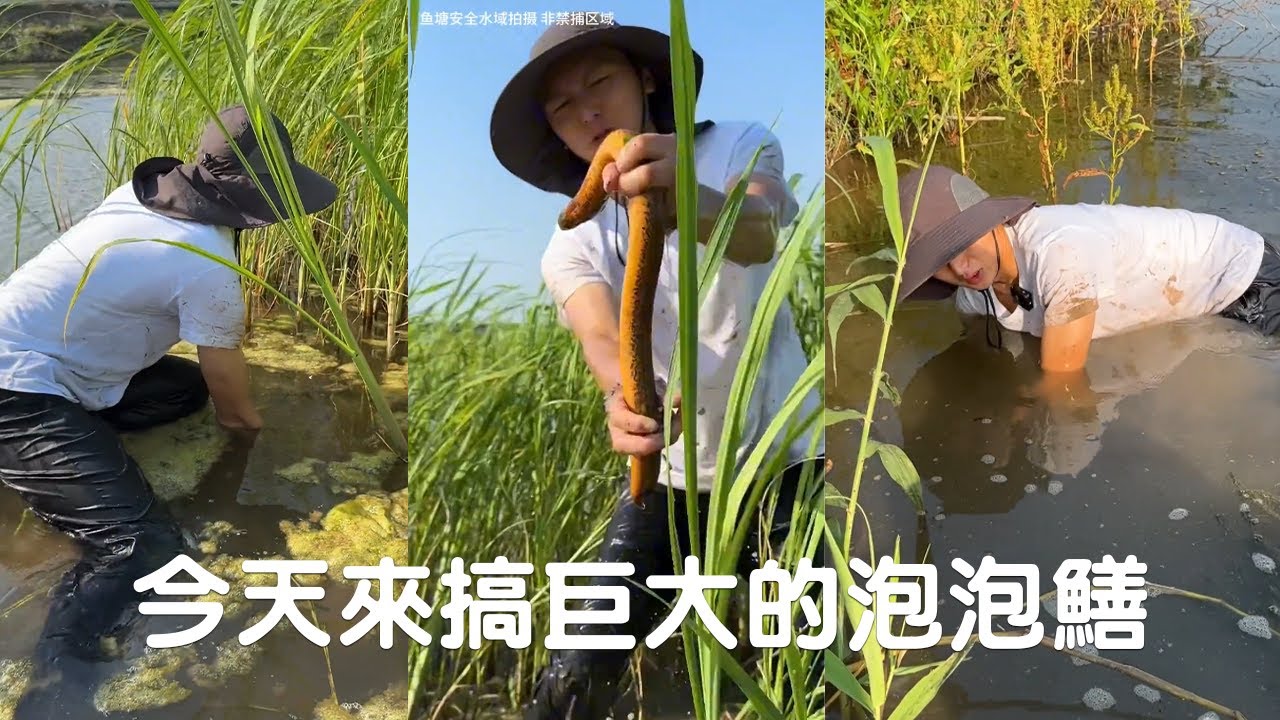 今天來搞巨大的泡泡鱔，老板透露的信息果真是事實，真沒想到會有這麽大的收獲#viralvideo #捕魚