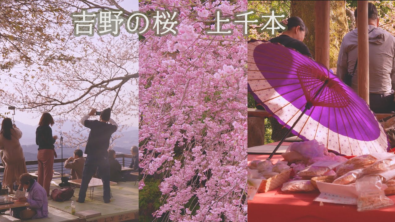 【Yoshino Sakura Nara】吉野　桜　奈良