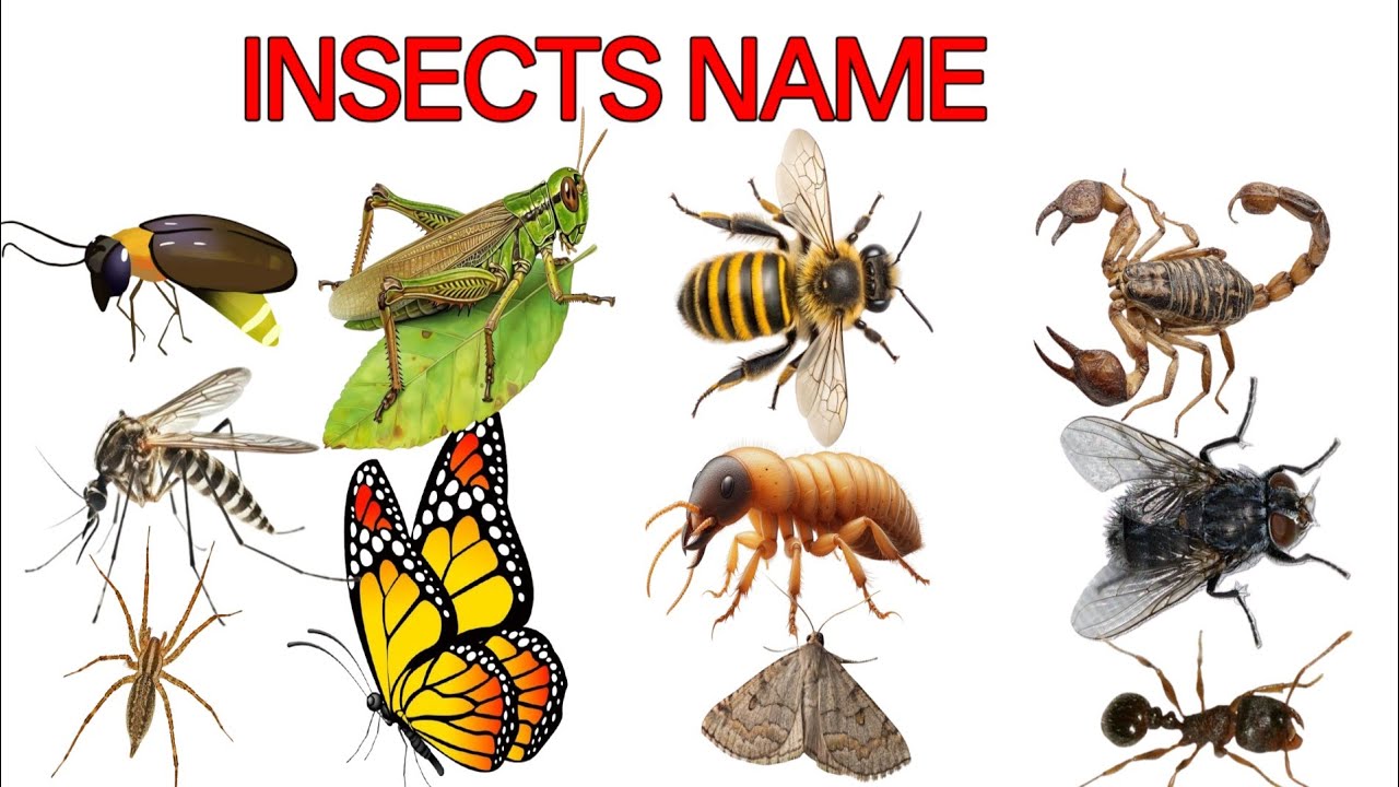 20 Insects Name in English and Hindi | कीड़ों के नाम | Kids Learning Video Easy