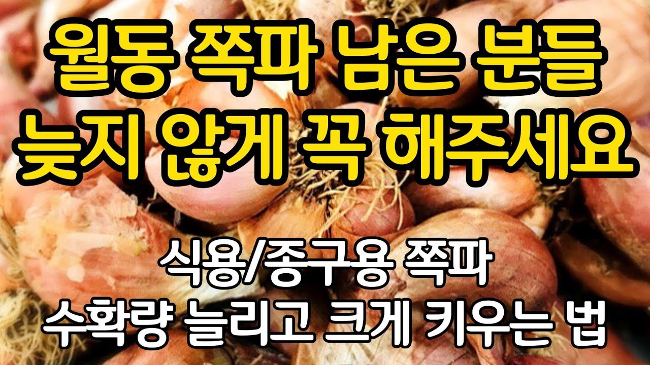 월동 쪽파 남은 분들 늦지 않게 꼭 이렇게 해 주세요. 식용, 종구용 쪽파 꼭 해줄 일들.(수확량 늘리고 종구 크게키우는 법)