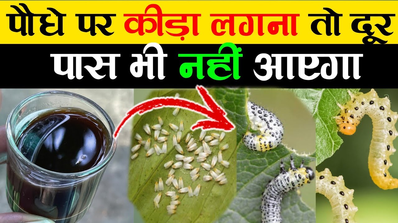 पौधा पर कीड़ा लगना तो दूर पास भी नहीं आएगा | How To Make Organic Pesticide At Home | Pesticide