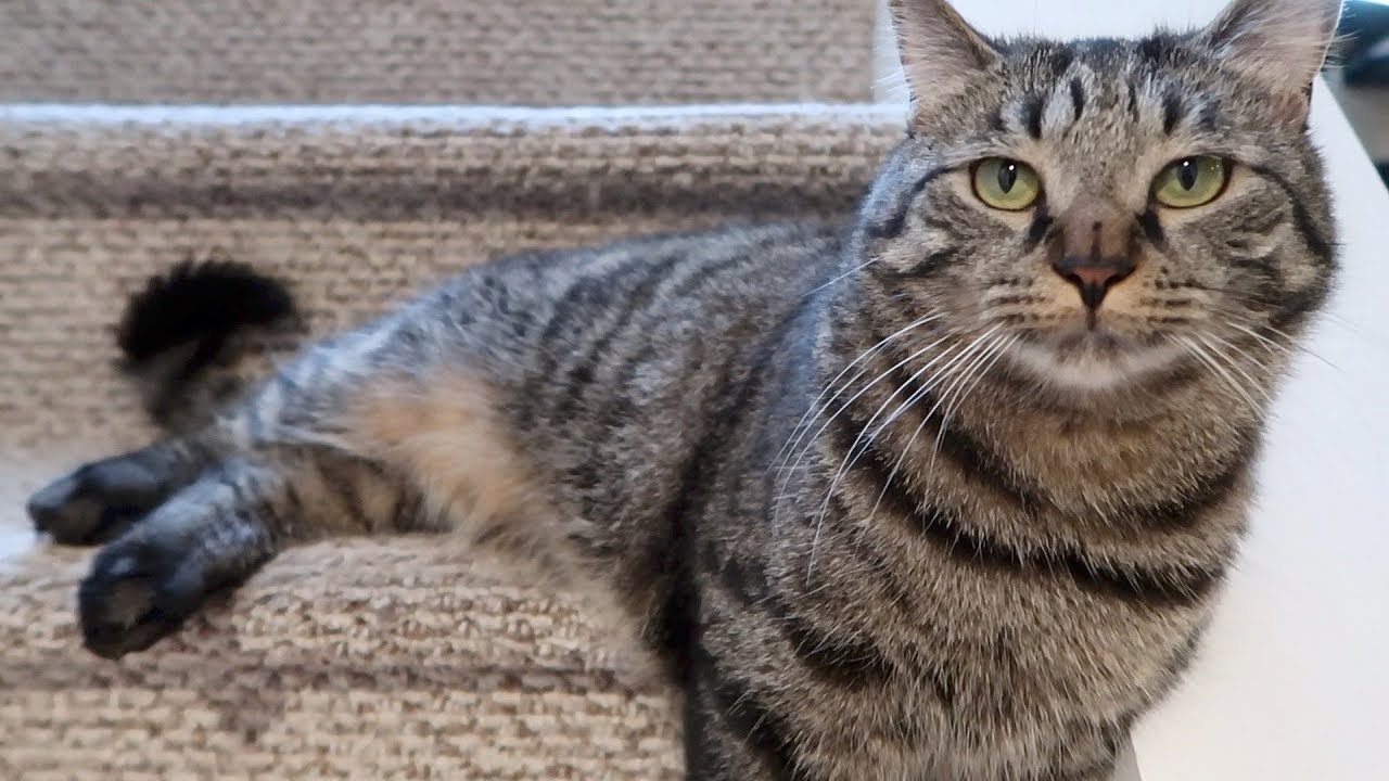 Boo Day 220 - Another Trip Downstairs Attacking Stella - Harness Training Cats
