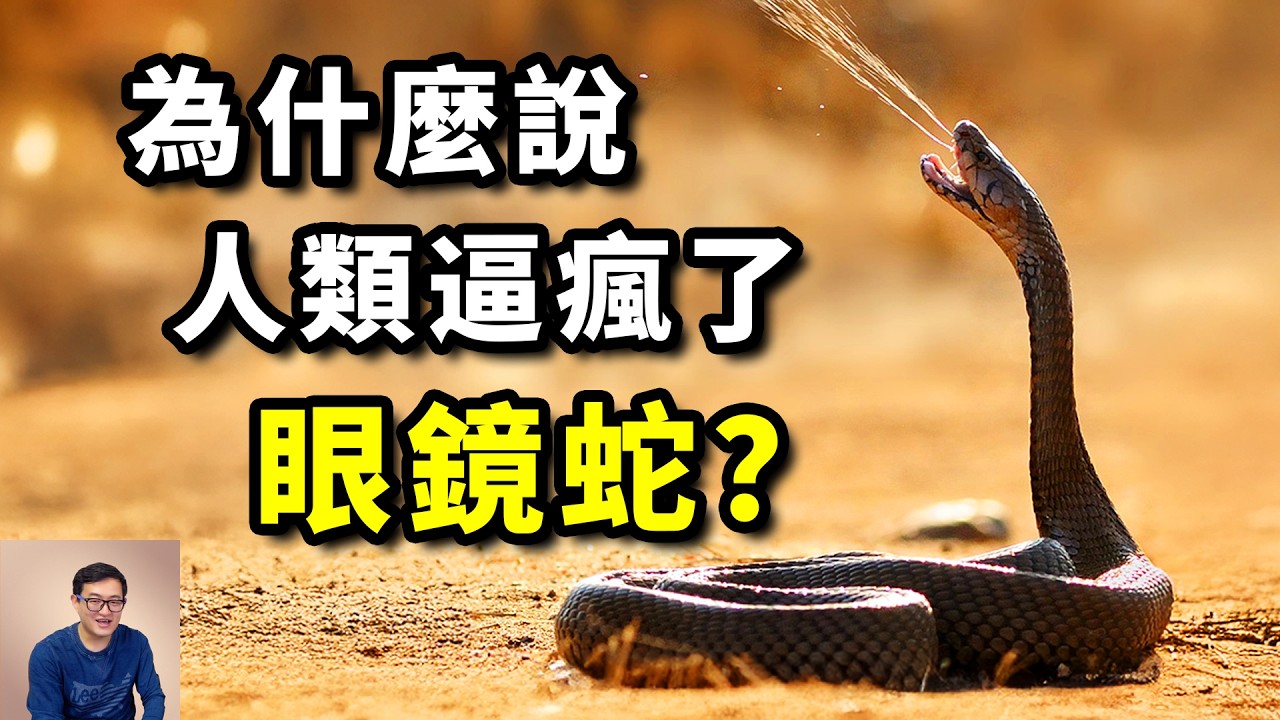 【蛇年必看】眼鏡蛇噴射毒液，竟是為了對付人類！超級毒液讓人類變得更強？最致命毒蛇大揭秘【老肉雜談】#動物 #蛇 #蛇年 #眼鏡蛇 #生物
