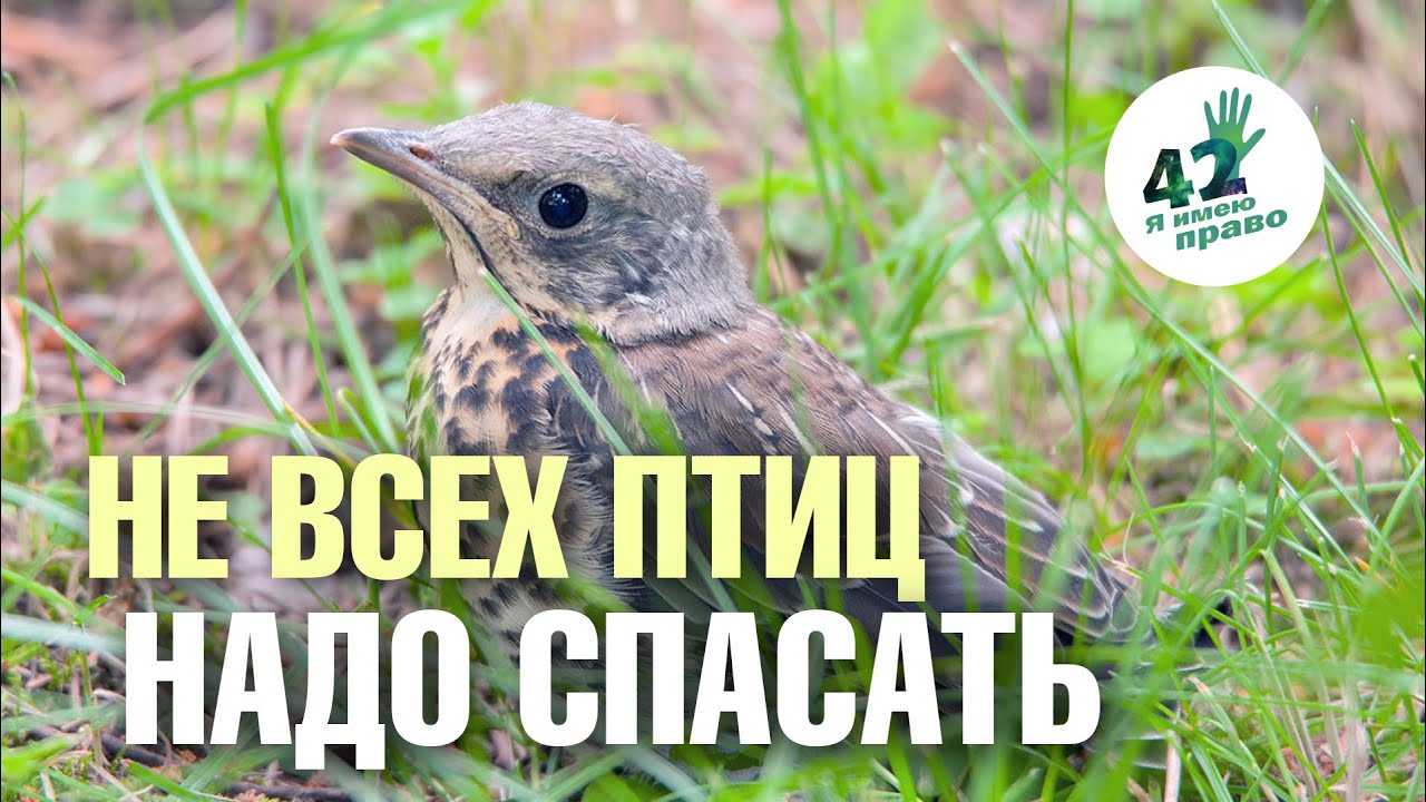 Что делать, если вы нашли слетка или птенца
