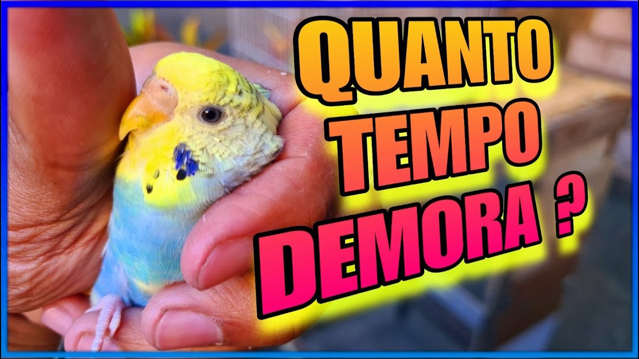 QUANTO TEMPO DEMORA PRA UM PERIQUITO BOTAR OVO (CRIA&Ccedil;&Atilde;O DE PERIQUITOS)