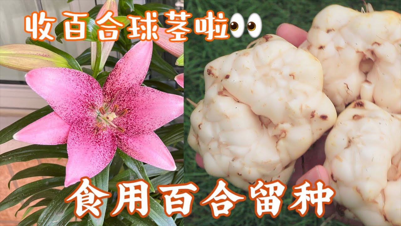 百合花如何留种球？百合如何保存？｜食用百合种球大丰收｜种下一包收获一篮