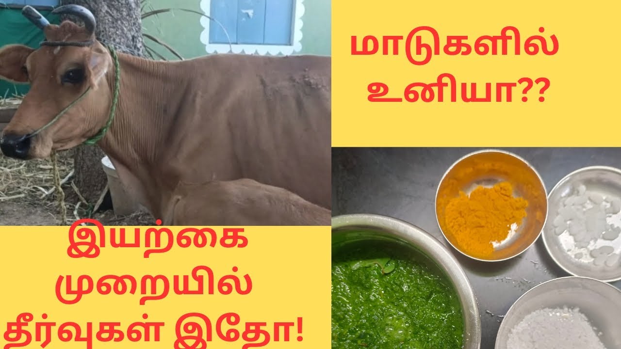# இயற்கை முறையில் மாட்டின் உனியை அழித்தல்/ how to control ticks in cattles