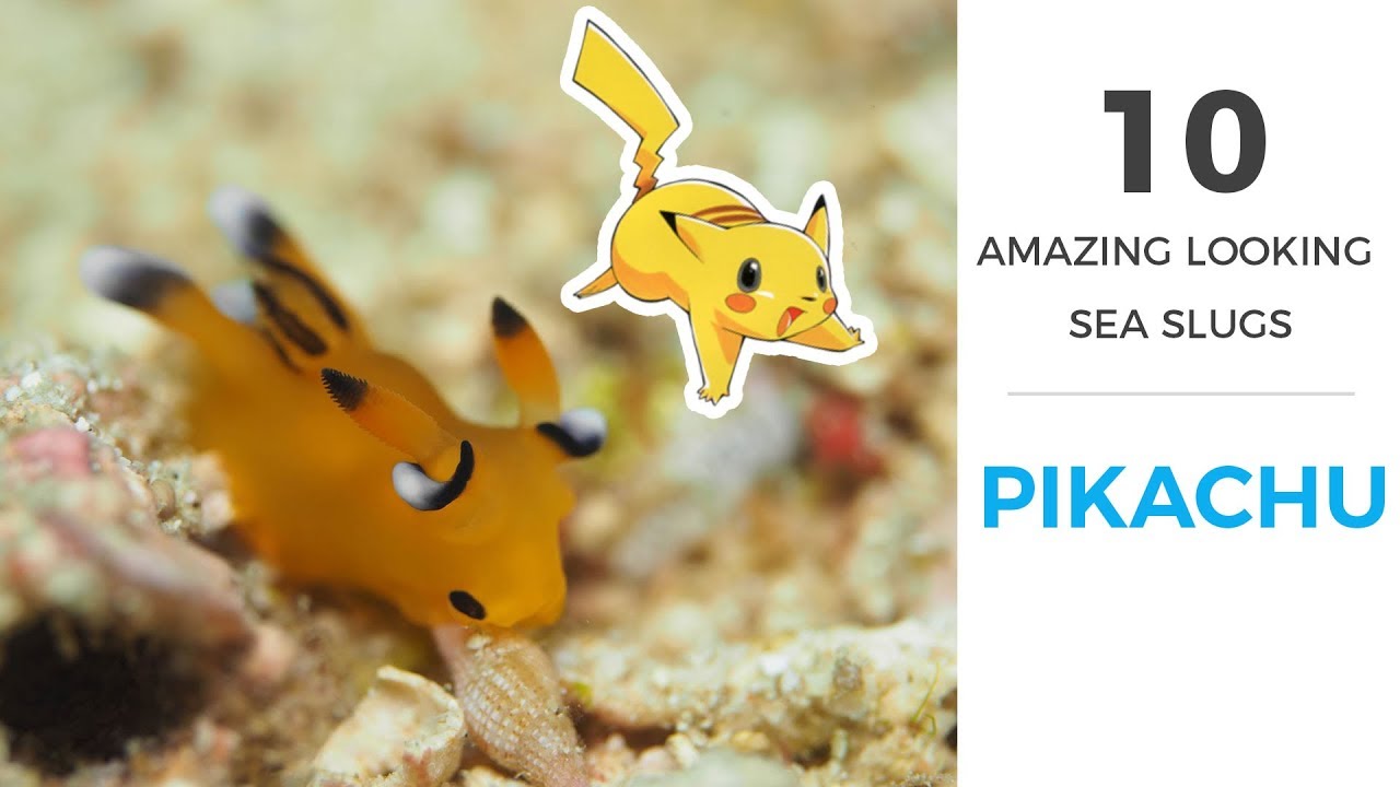 10 Amazing Sea Slugs (with footage)