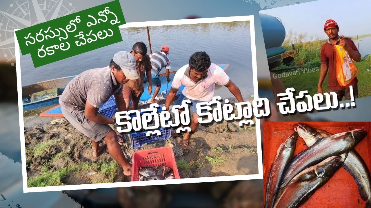 కొల్లేట్లో కోట్లాది చేపలు...! #godavarivibes |telugu|