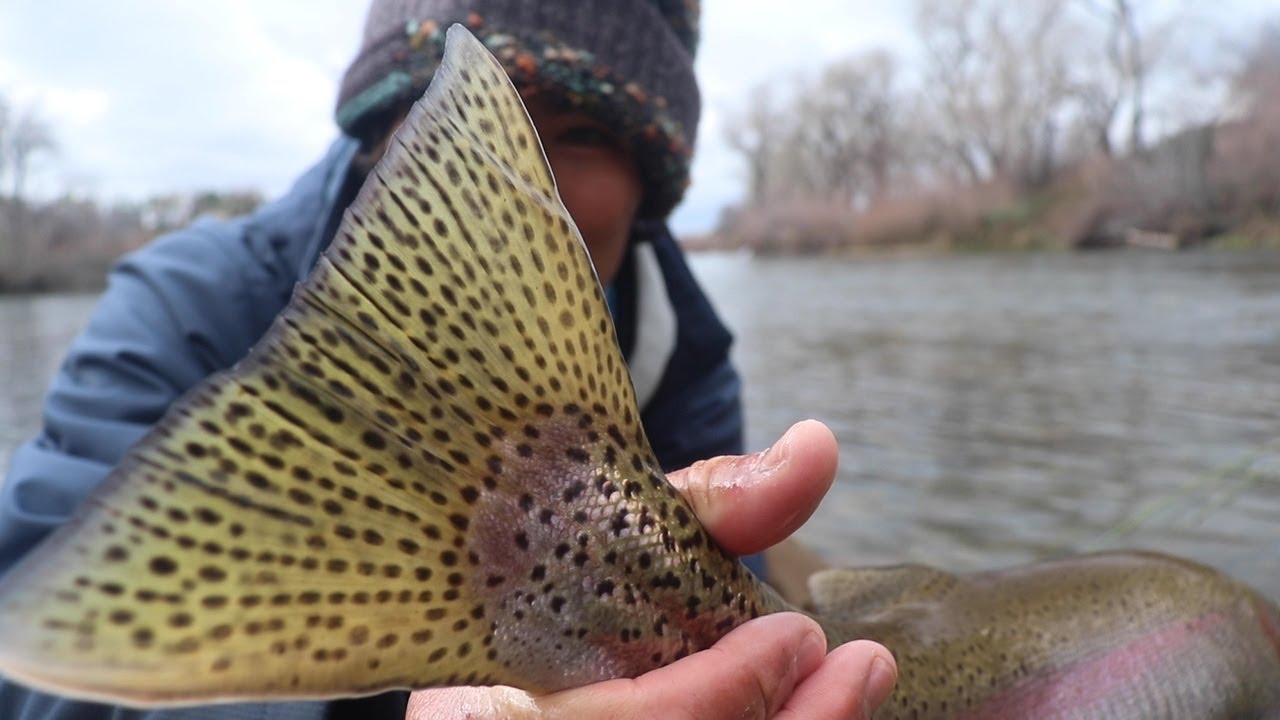 FINDING a DIAMOND in the RIVER - My New Favorite Freshwater Fish
