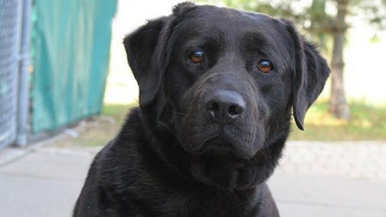 Lost Dog Managed To Survive All By Himself In The Woods For A Year By Doing Whatever It Took