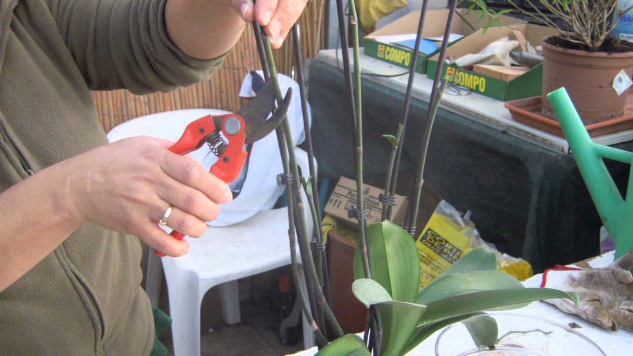 COMO TRANSPLATAR UNA ORQUIDEA (PHALAENOPSIS)