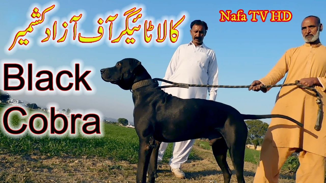 Black Tiger Bully Dog of Azad Kashmir Dadyal Pakistan By NAFA TV HD