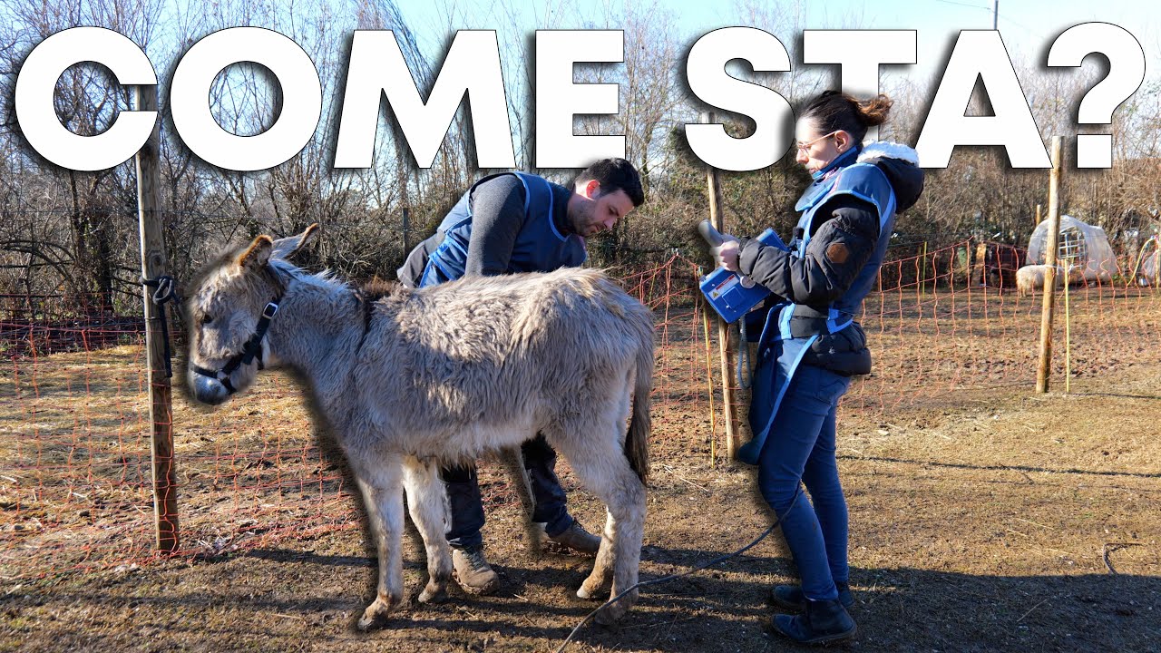 Ho chiamato il VETERINARIO d’URGENZA per la mia ASINA