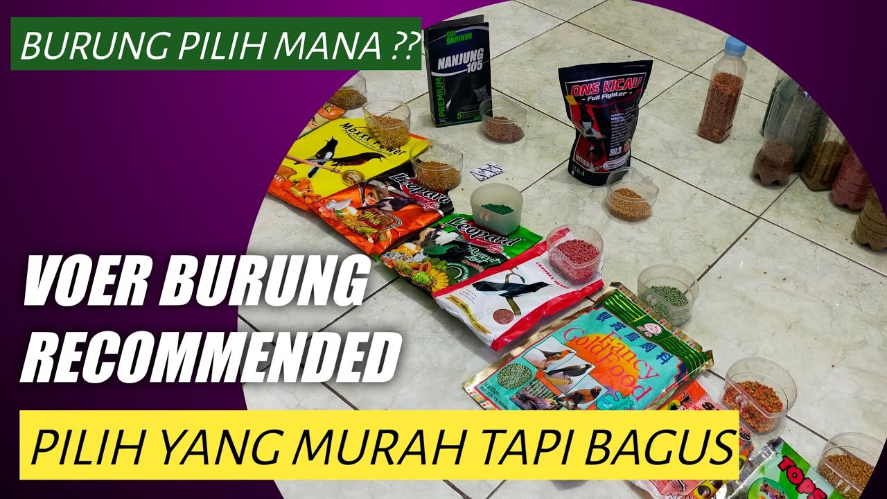 Voer burung apa yang cocok untuk burung kita? Voer burung protein tinggi? atau voer protein rendah?
