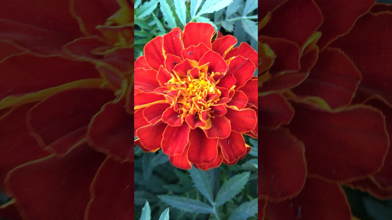 Beautiful Flowers 🌺 