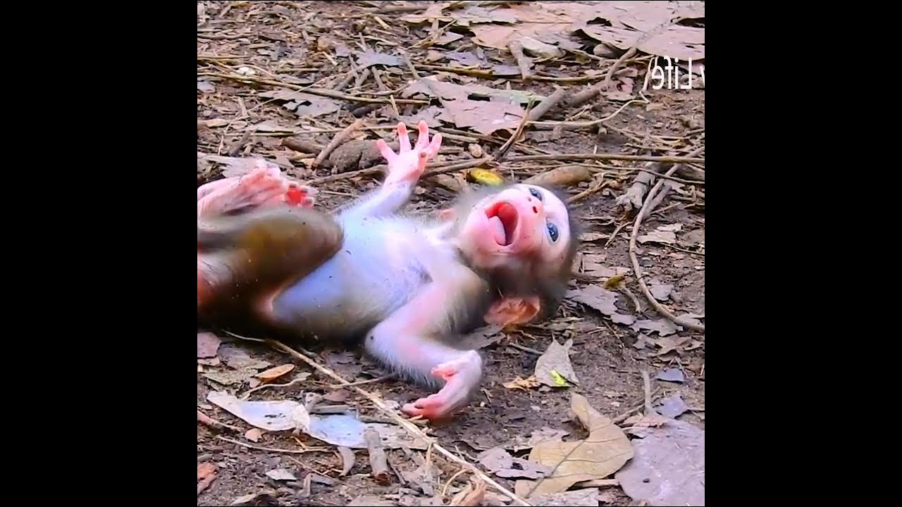 Tiny Baby Takes Its First Brave Steps on the Forest Floor, Wide-Eyed With Curiosity and Innocence
