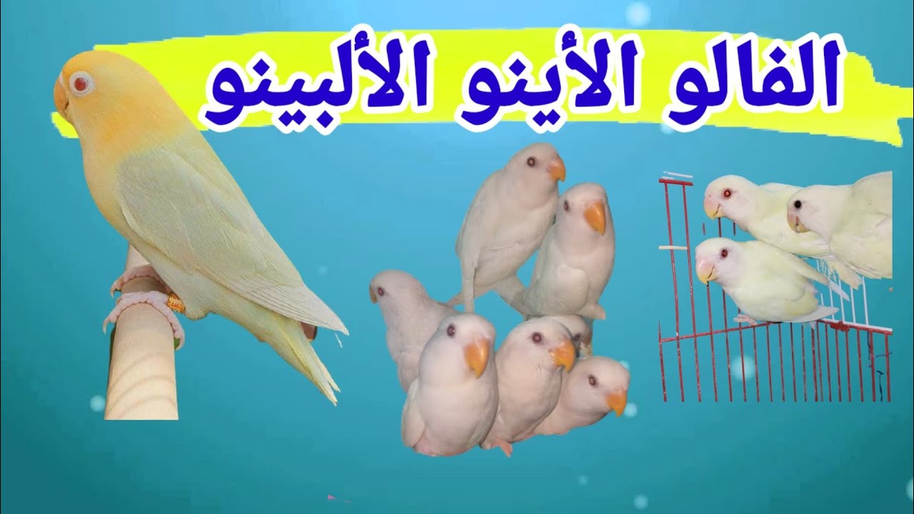 كيفية انتاج طفرة الفالو في الروز, الفرق بين الفالو والأينو والألبينو والسبلت،
