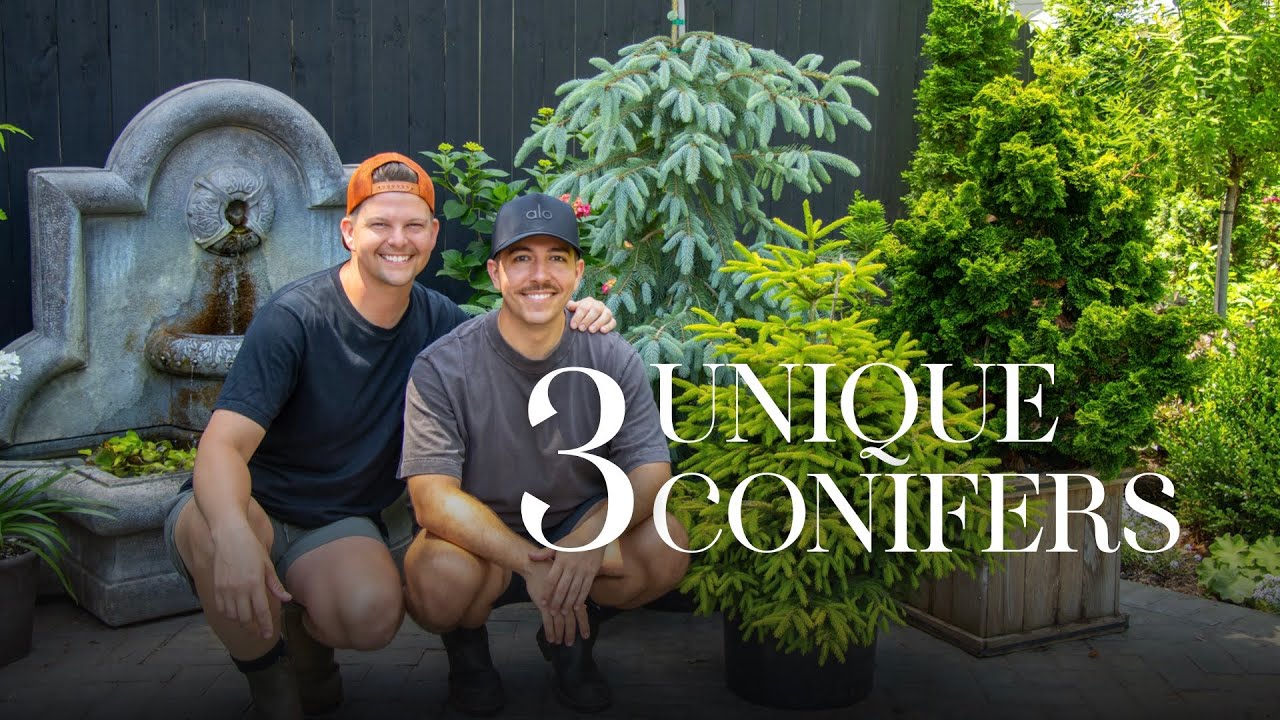 3 Unique Conifers for Your Garden | Gardener in Love