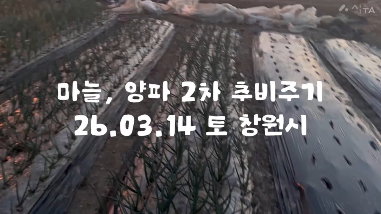 마늘, 양파 2차 추비주기 26.03.14 토 창원시