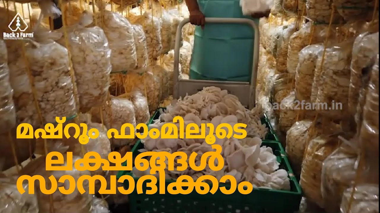 മഷ്‌റൂം ഫാംമിലൂടെ ലക്ഷങ്ങൾ സാമ്പാദിക്കാം...