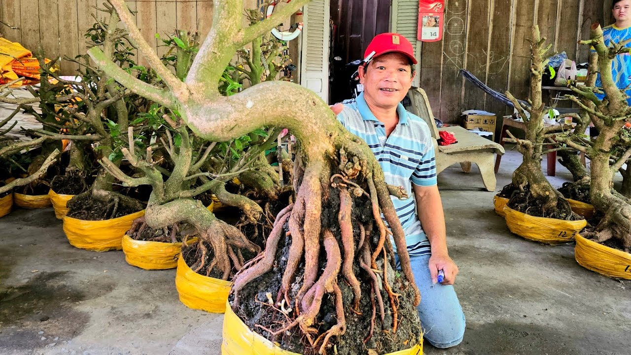 A. Minh 📲 0339417719 mai Đế VIP mai giảo Thủ Đức giá rẻ 16/3 (@MaivàngQuêdừa)