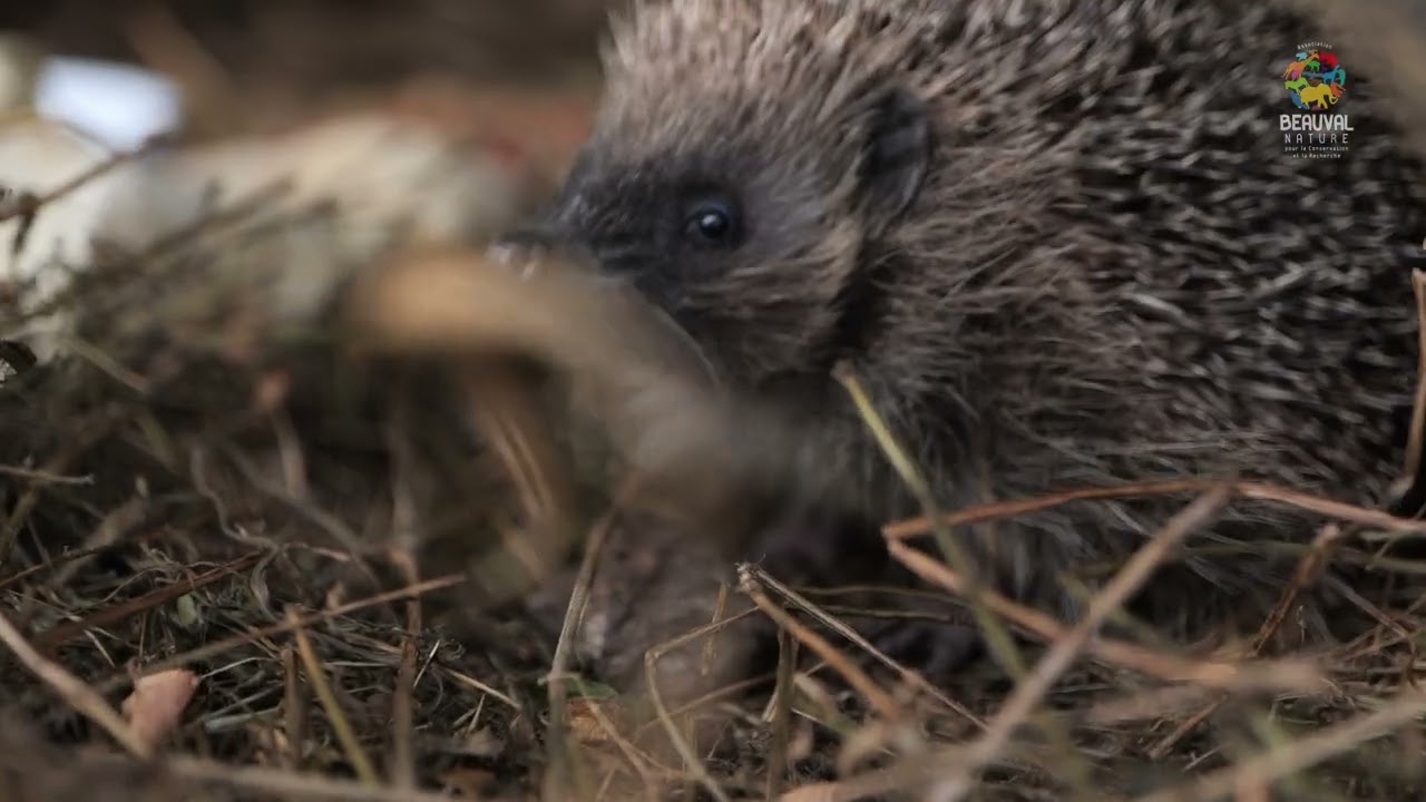 Carnet de bord du Centre de Soins Beauval Nature - Ep 1