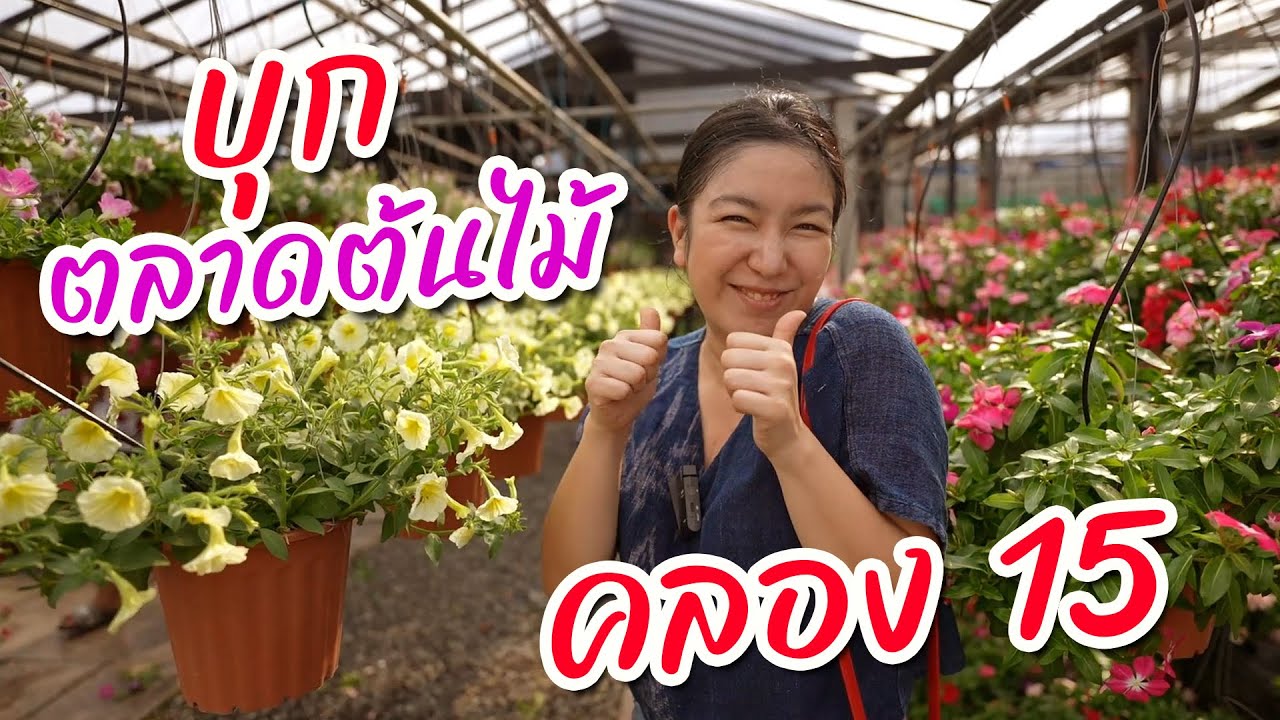 ต้นไม้เลิกฮิต? รีวิวตลาดต้นไม้คลอง15 ราคาถูกกว่าเดิม! I กู๊ดเดย์