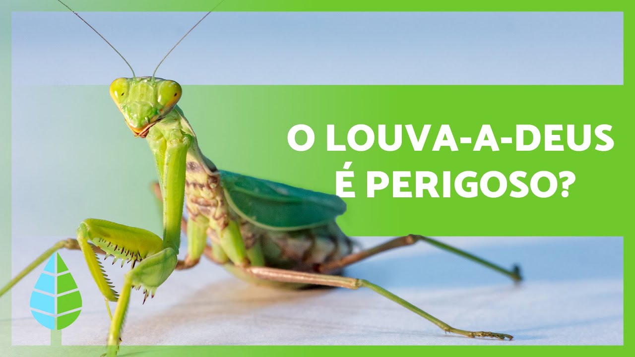 CURIOSIDADES sobre O LOUVA-A-DEUS 🦗 s&atilde;o VENENOSOS? s&atilde;o CANIBAIS? ⚠️