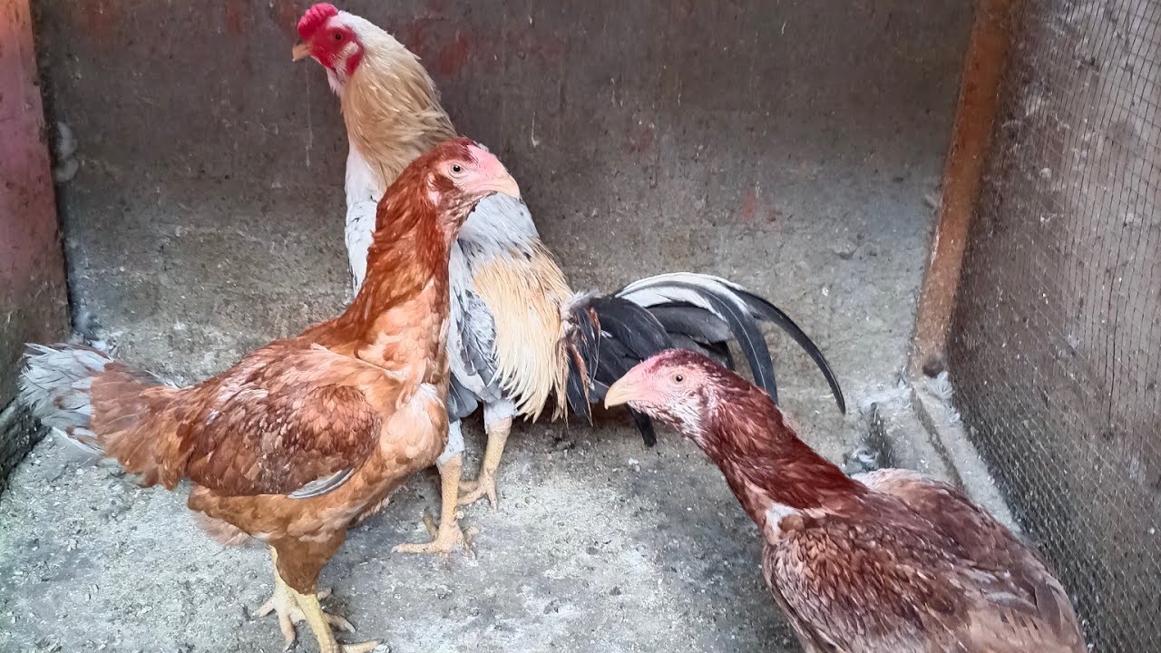 هنقول وداعاً للفراخ الهندي