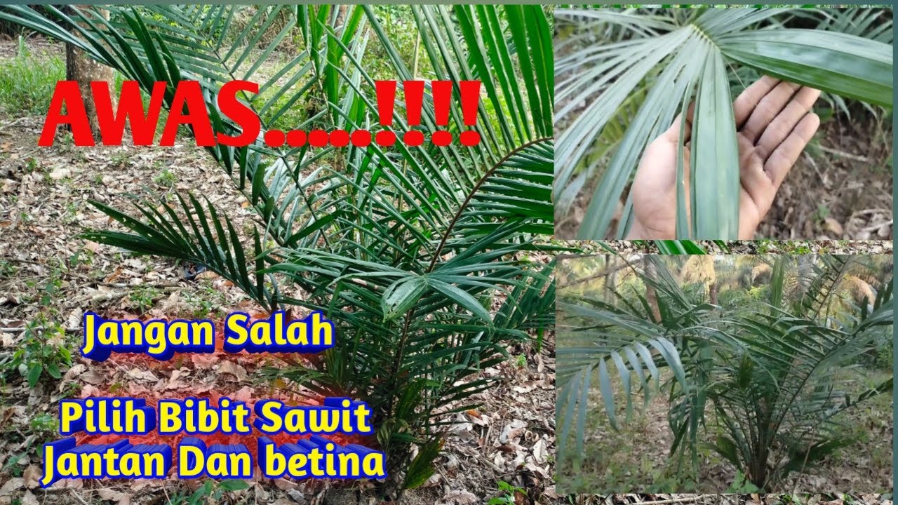 Trik dan tips memilih bibit sawit jantan dan betina di Alam liar