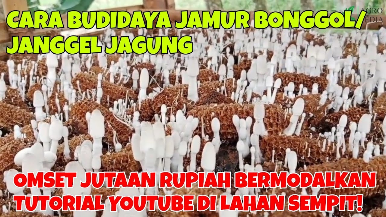 CARA BUDIDAYA JAMUR JANGGEL JAGUNG, OMSET JUTAAN RUPIAH BERMODALKAN TUTORIAL YOUTUBE DI LAHAN SEMPIT