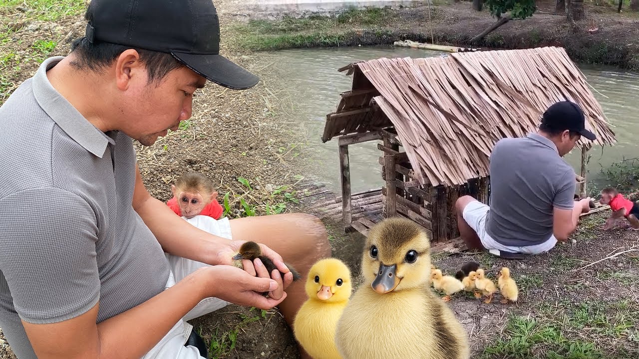 JOBI And His Adorable Moments Of Jealousy Towards The Duckling 💛🙉