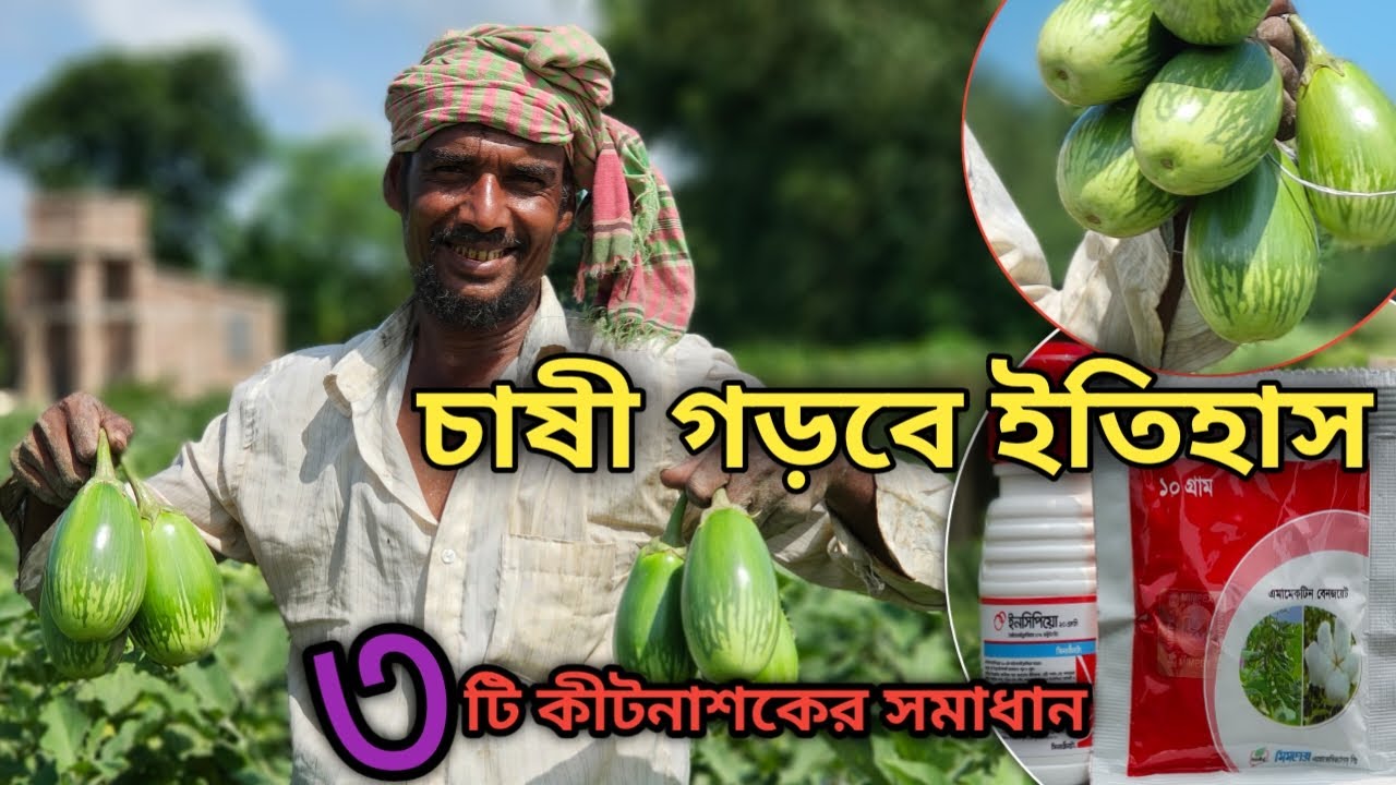 চাষী গড়বে ইতিহাস || মাত্র ৩ টি কীটনাশকে বাজিমাত 😱|| ভাইরাসমুক্ত_বেগুন_চাষ |