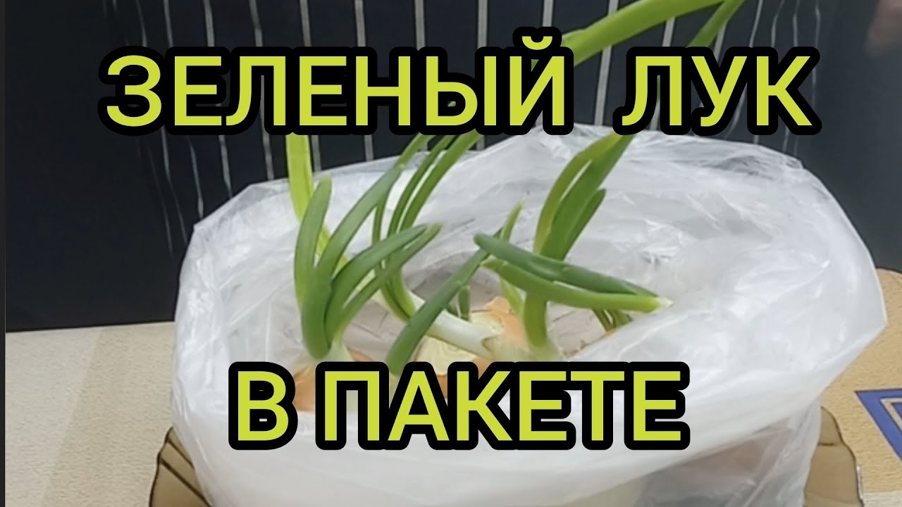 Как вырастить зелёный лук зимой на подоконнике в пакете подробно How to Grow Green Onions in Winter